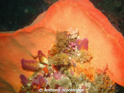A large sponge with soft corals in the foreground. Taken ... by Anthony Wooldridge 